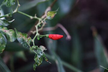 Red cayenne pepper growing during the day, the leaves are visible and damaged by caterpillars