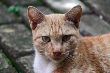 The face of an orange cat with a sharp gaze, photographed from close range