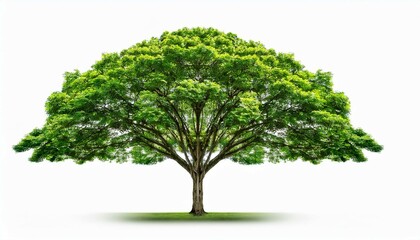 Fototapeta premium green tree isolated on white