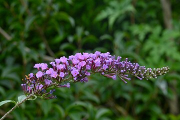 Summer lilac (Buddleja davidii) flowers. A tropical deciduous shrub. It is called Butterfly bush because butterflies often come to drink nectar from it.