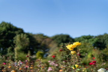 Obraz premium 秋バラ 黄色い薔薇と青空