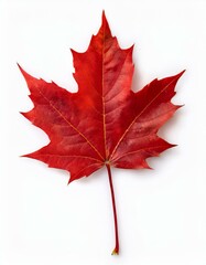 Vibrant red maple leaf.