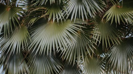 Close-up of lush green palm leaves on a white isolated background.