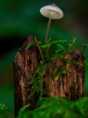 mushroom in the forest