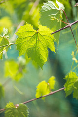 光を浴びて輝くブドウの葉