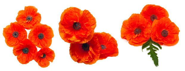Poppy flowers collection isolated on white background. Flat lay, top view