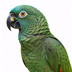 Obraz premium A vibrant green macaw with a red forehead and black beak, looking to the side