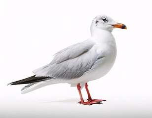 Fototapeta premium A seagull with a white head and a blue-grey body, standing on a brown surface