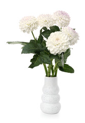 Vase with beautiful dahlia flowers on white background