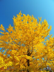 秋の黄葉のイチョウと青空