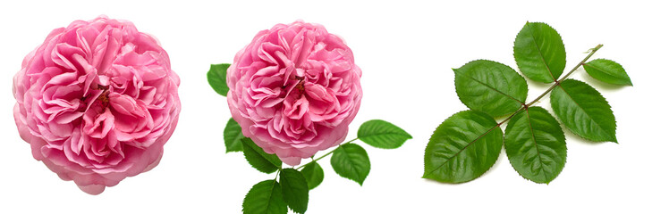 Collection of pink rose elements. Flower, leaf and branch isolated on a white background. Creative composition flora. Top view, flat lay