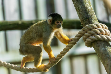 A small monkey with yellow and brown fur balances on a rope in a natural enclosure. Its alert eyes and expressive face are captured in sunlight, showcasing its curious nature.