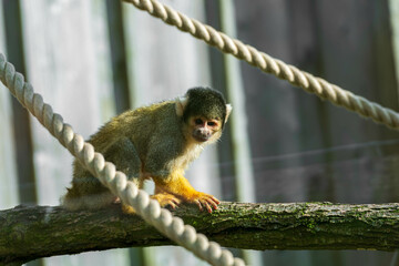 Obraz premium Small squirrel monkey perched on a branch, with thick ropes in the foreground and a blurred wooden fence in the background. Sunlight illuminates its fur.