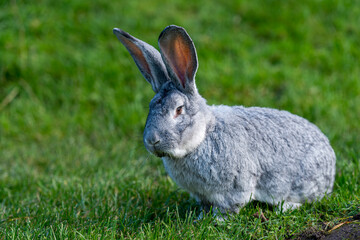 Large gray rabbit with long ears standing alert in a lush, green grassy field. The rabbit is facing slightly to the left, highlighting its size and distinctive features.