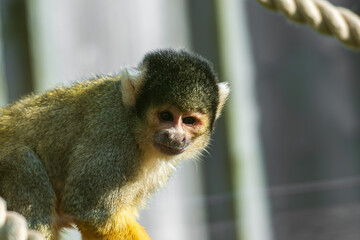 Common squirrel monkey with a black cap, white facial markings, and olive-yellow fur.