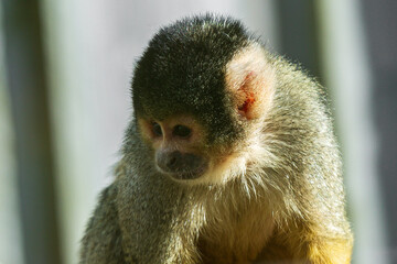 A close-up of a common squirrel monkey (Saimiri sciureus). Its dark 