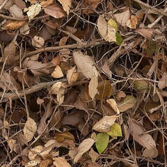 Realistic Leaves Foliage and Branches Hunting Camouflage Pattern, Seamless Camo Texture