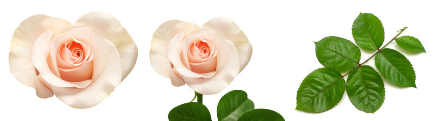Collection of pink rose elements. Flower, leaf and branch isolated on a white background. Creative composition flora. Top view, flat lay