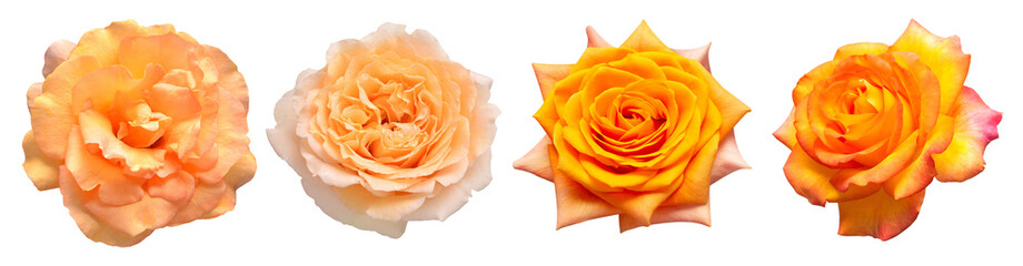 Set flower orange rose isolated on white background. Creative composition flora. Top view, flat lay