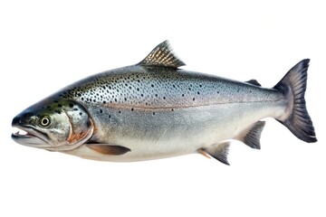 Obraz premium Salmon Oncorhynchus masou isolated on white background medium shot