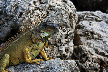 Iguana is a lizard reptile in the Iguana in the iguana family. And in the subfamily Iguanidae.