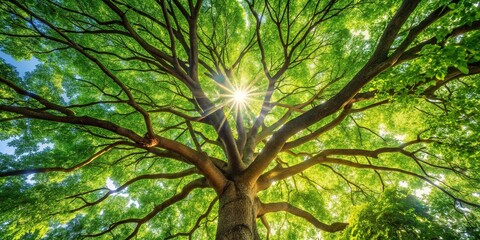 scene of a tree with sunlight in background