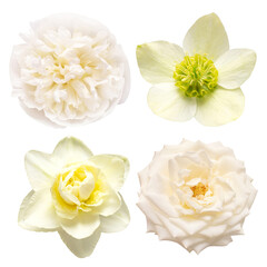 Collection white head flower narcissus, hellebore, rose, peony isolated on white background. Beautiful composition for advertising and packaging design in the business. Flat lay, top view