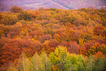 Autumn forest. Forest autumn landscape in sunny day. Orange fall leaves in park, autumn natural background. Orange color tree, red maple leaves in fall forest. Warm autumn forest landscape, fall