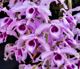 Wonderfully Fragrant Orchid Species Dendrobium anosmum in Full Bloom.