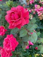 GEORGIA - July 10, 2020: close up of bright pink roses covered in morning dew