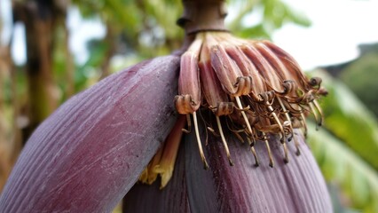 Banana Plant