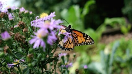 Butterfly on purple flower