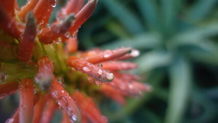 Dew