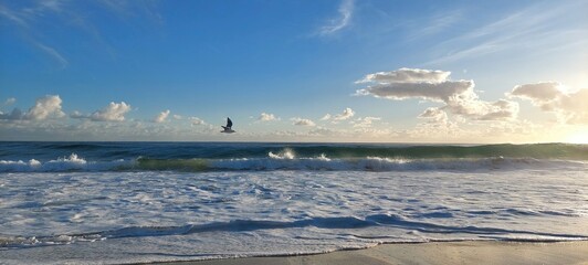 Gull