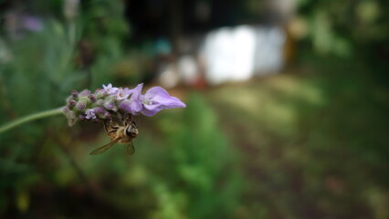Bee on lavender