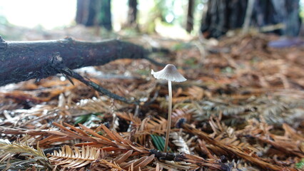 mushrooms in the forest