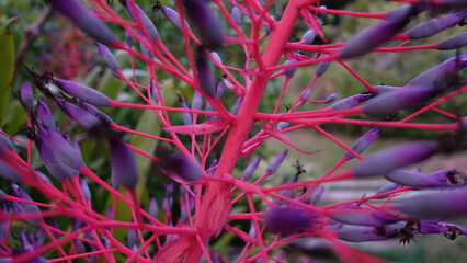 purple and yellow
