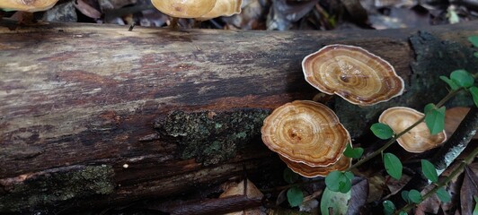 tree trunk with leaves