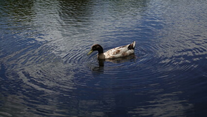 ducks in the water