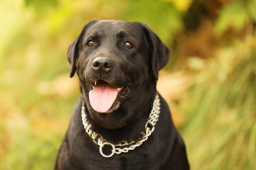 Portrait of adorable Labrador Retriever dog on blurred background