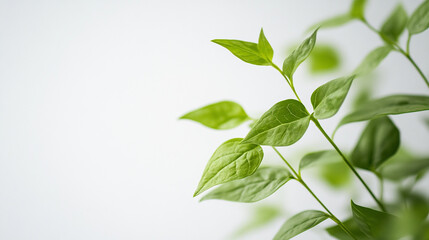 Green leaves with delicate veins growing in bright indoor light during the afternoon