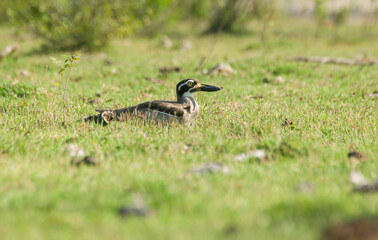 Great Thick-knee close-up shot. The great stone-curlew or Great Thick-knee (Esacus recurvirostris ) is a large wader. Its camouflaged plumage allows it to blend seamlessly into sandy habitats 