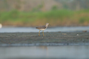 Common green shank bird by the seashore