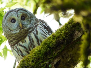 owl in tree