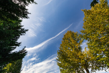 Beautiful fall autumn scenery with blue sky nice feathered clouds, yellow orange green trees captured from an empty parking lot. High quality picture for download.	
