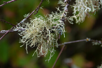 A close up image of the texture of hanging tree moss on an outstretched branch. 