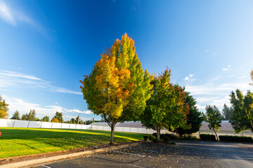 Beautiful fall autumn scenery with blue sky nice feathered clouds, yellow orange green trees captured from an empty parking lot. High quality picture for download.	
