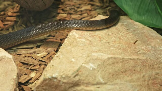 Coastal taipan snake in a natural background. Oxyuranus scutellatus species is an Australian very venomous snake. Elapidae snakes family. Living in northern and eastern Australia and New Guinea island