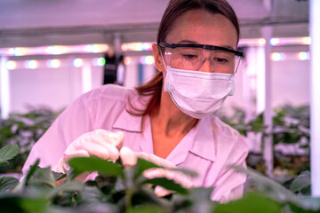 A scientist inspects plants on multi level indoor shelves under pink grow lights, focusing on...