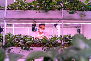A scientist inspects plants on multi level indoor shelves under pink grow lights, focusing on...